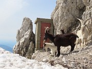 36 Capre orobiche salite dal versante ovest fino in cresta di vetta